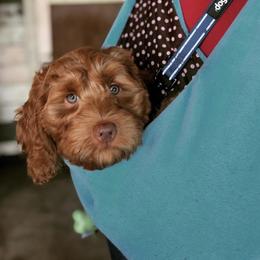 Australian Labradoodles and Goldendoodles from Sharper Doodles
