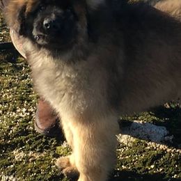 Finnish Lapphunds and Leonbergers from Legendary Leonbergers and Finnish Lapphunds