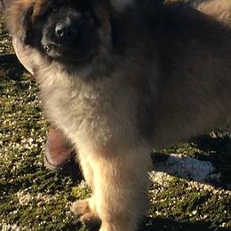 Finnish Lapphunds and Leonbergers from Legendary Leonbergers and Finnish Lapphunds