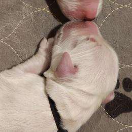 Black - Golden male Golden Retriever puppy in Lucasville, Ohio from Halo Kennels