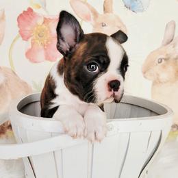 Boston Terrier Puppies from Our Gang Bostons