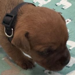 Darwin - Red male Staffordshire Bull Terrier puppy in Port Saint Lucie, Florida from Southern Staffies