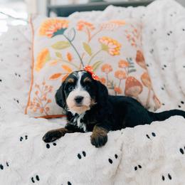 Rowan - Tri-color female Bernedoodle puppy in Murray, Utah from Sun Valley Doodles