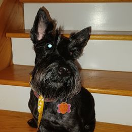 Isabel - Scottish Terrier