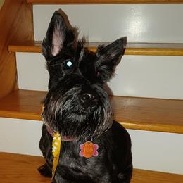 Isabel - Scottish Terrier