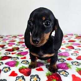 Black and tan female - Black and tan female Dachshund puppy in Belle Rive, Illinois from Akin's Miniature Dachshunds, LLC