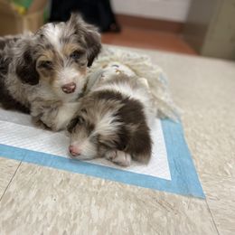 Aussiedoodle Puppies from Drew’s Aussies & Doodles