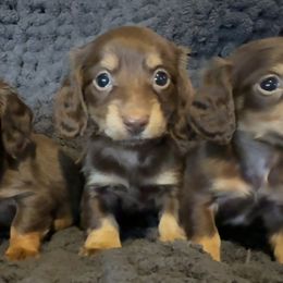 Price - Chocolate and cream male Dachshund puppy in Bentonville, Arkansas from T & D Dachshunds by design