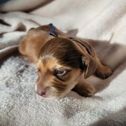 Boy 1 - Chocolate male Dachshund puppy in San Diego, California from Sweetheart Doxies LLC