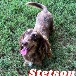 Stetson - Dachshund