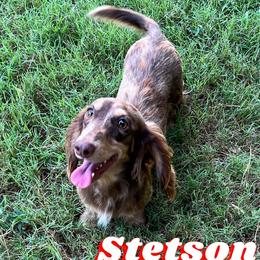 Stetson - Dachshund