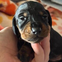 Raven - Black and tan male Dachshund puppy in Richmond, Kentucky from Cemcade Dachshunds