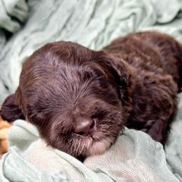 Gus - Brown and white male Portuguese Water Dog puppy in Asheville, North Carolina from Top Notch Portuguese Water Dogs