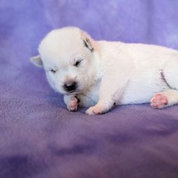 Pomsky Puppies from Valparaiso Pomskys