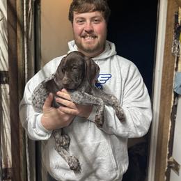 German Shorthaired Pointer and Wirehaired Pointing Griffon Puppies from County Line Pointers