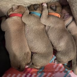 American Bully and American Pit Bull Terrier Puppies from Terminal Velocity Kennels LLC