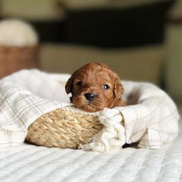 Beans - Red male Cavapoo puppy in West Bend, Iowa from Adore Puppies