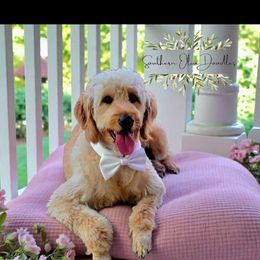 Molly - Goldendoodle