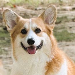 Brandy - Pembroke Welsh Corgi