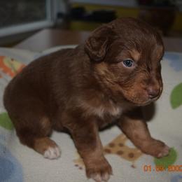 Ginger - Red tri-color female Australian Shepherd puppy in Russell Springs, Kentucky from Maggie Withers' Australian Shepherds