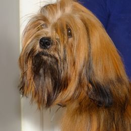 Danny - Lhasa Apso