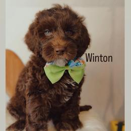 Winton - Chocolate male Australian Labradoodle puppy in Arden, North Carolina from Kismet Labradoodles