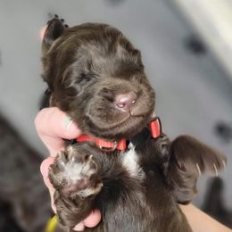 Labradoodle Puppies from Molly’s Doodles