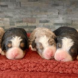 Bernedoodle puppies from Bernese By Barzees