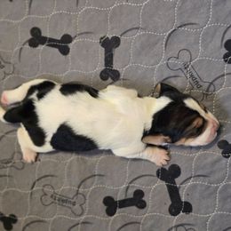 Flower - Brown black and white female Basset Hound puppy in Valley, Washington from Enchanted Valley Paws