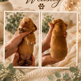 Weasley - Fawn (isabella) and cream male Dachshund puppy in Spraggs, Pennsylvania from Hickory Hills Farm
