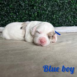 Blue Boy - Blue merle male Bernedoodle puppy in Modesto, California from Two Doods Doodles