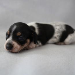 Boy 2 - Piebald male Dachshund puppy in Quemado, New Mexico from TNT Dachshunds
