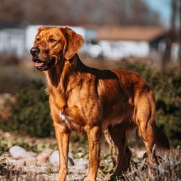 Cavalier King Charles Spaniel and Golden Retriever All Grown Up from Emerald Grove Puppies