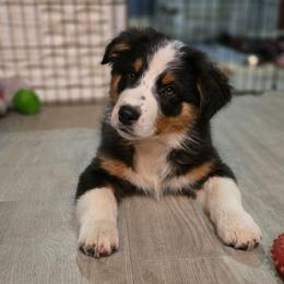 Atalanta - Black tri-color female Australian Shepherd puppy in Smithfield, Utah from Invictus Farms