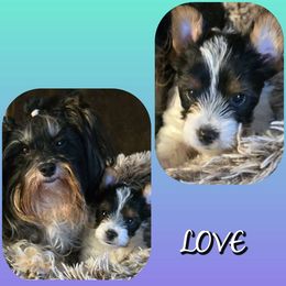 LOVE Boy 1 - Yorkshire Terrier puppy from Schultz Yorkies byGrace