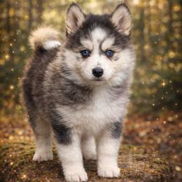 Love bug - Gray and white female Pomsky puppy in La Verne, California from Red Cedar Pomskies