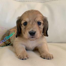 Stellar - Cream female Dachshund puppy in Peyton, Colorado from Dachshund Universe