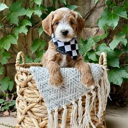 Thriller (Black) - Apricot male Goldendoodle puppy in St. George, Utah from Dashing Doodle Pups