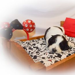 Goldendoodle Puppies from Tbear's Doodles