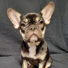 French Bulldogs from JnT Frenchies