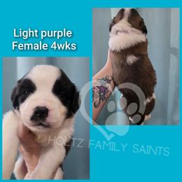 Light purple FEMALE - White and brown female Saint Bernard puppy in Kaukauna, Wisconsin from Holtz Family Saints