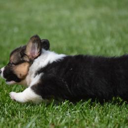 Pembroke Welsh Corgi Puppies from C&G Corgis