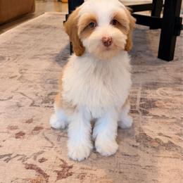 Beau - Caramel cream male Australian Labradoodle puppy in Nashville, Tennessee from SF Australian Labradoodles