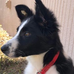 Border Collies from TyMac Border Collies