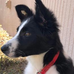Border Collies from TyMac Border Collies