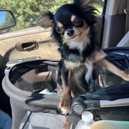 Emmy - Chihuahua