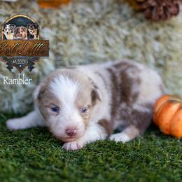 Rambler - Red merle male Toy Australian Shepherd puppy in Granbury, Texas from Best Little Aussies