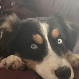 Australian Shepherds, Keeshonden, and Miniature Australian Shepherds from 3 Peaks Farm