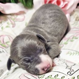Poem - Blue female Italian Greyhound puppy in Cadwell, Georgia from All The DoDa Day Italian Greyhounds