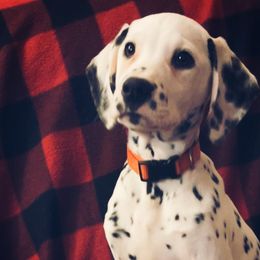 Pumpkin - White and black Dalmatian puppy in Clinton, Missouri from Dalmatia BnB